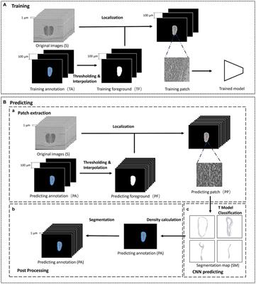 An interactive image segmentation method for the anatomical structures of the main olfactory bulb with micro-level resolution